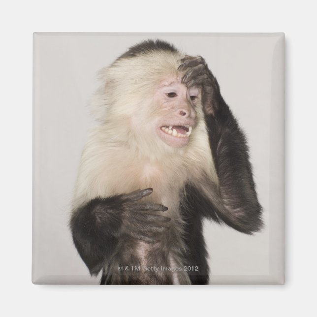 Affe kratzt sich magnet (Vorne)