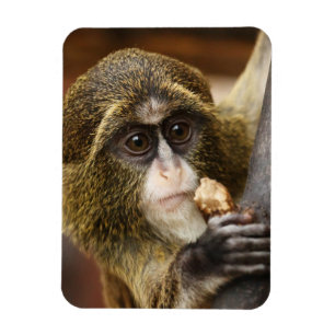 Affe Magnet