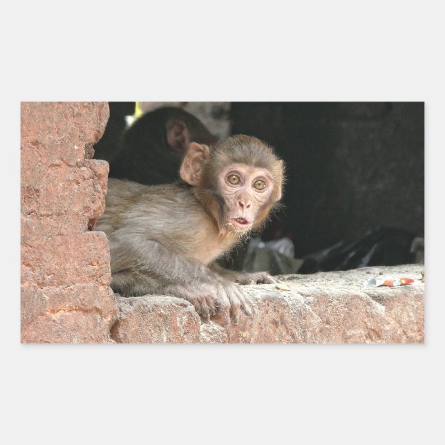 Affe mit großen Augen, rechteckig Rechteckiger Aufkleber (Vorderseite)