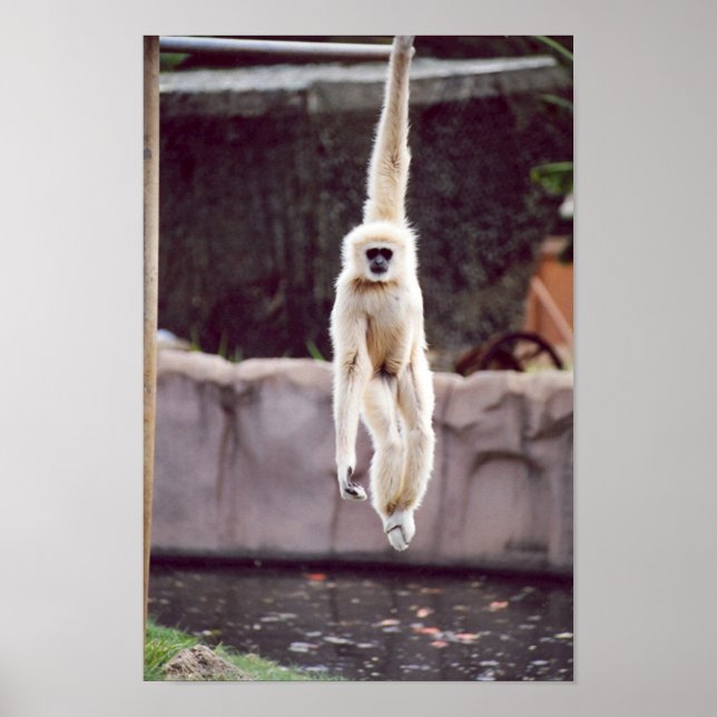 Affe Poster (Vorne)