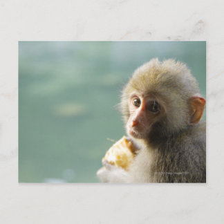 Affe Postkarte
