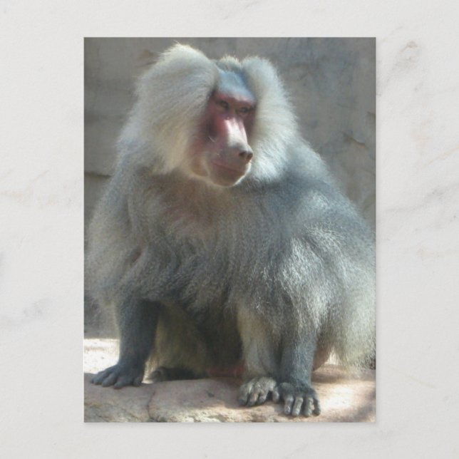 Affe Postkarte (Vorderseite)