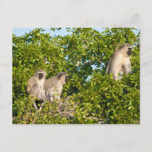 Affe Siehe Postkarte