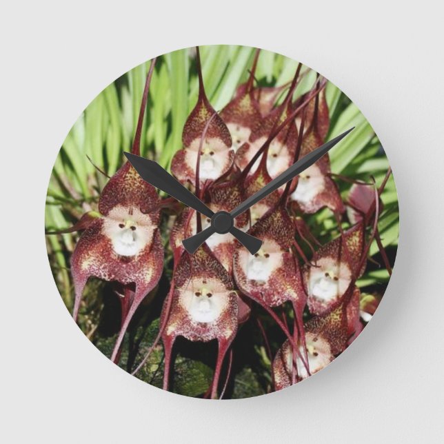 AFFE STELLTE BLUMEN GEGENÜBER. - Wunder der Natur Runde Wanduhr (Vorderseite)