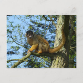 Affe Totenkopfäffchen sitz auf einem Baum Postkarte