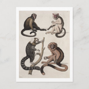 Affen (farbige Litho) Postkarte