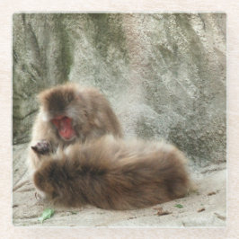 Affen Glasuntersetzer