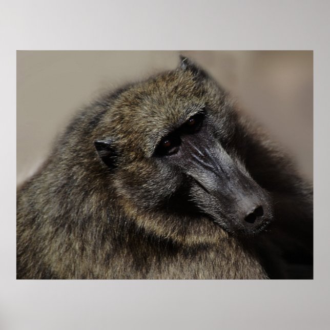 Affen-Liebe für immer Poster (Vorne)