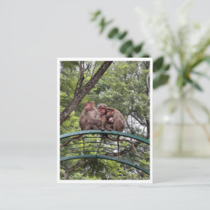 Affen mit einem winzigen Säugling Postkarte