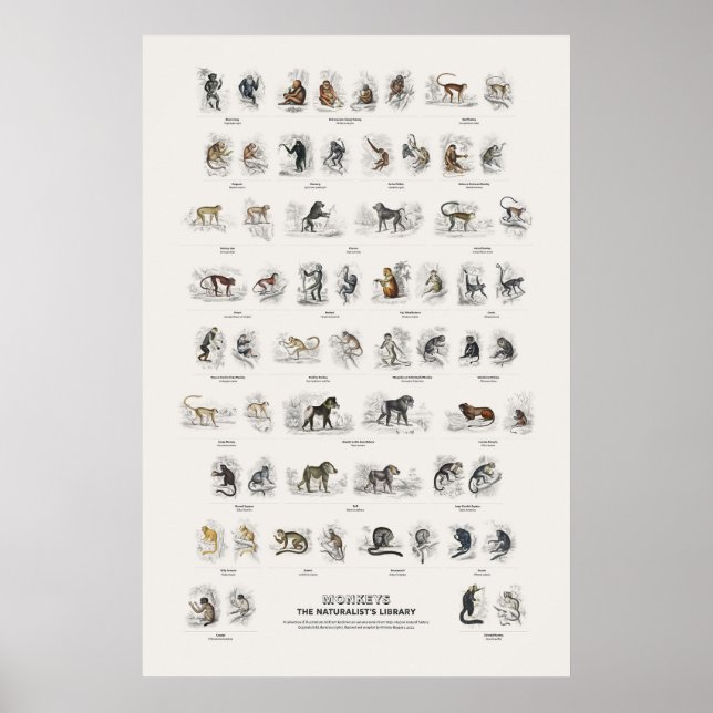 Affen - Naturalist's Library Poster (Vorne)