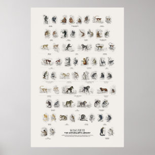 Affen - Naturalist's Library Poster