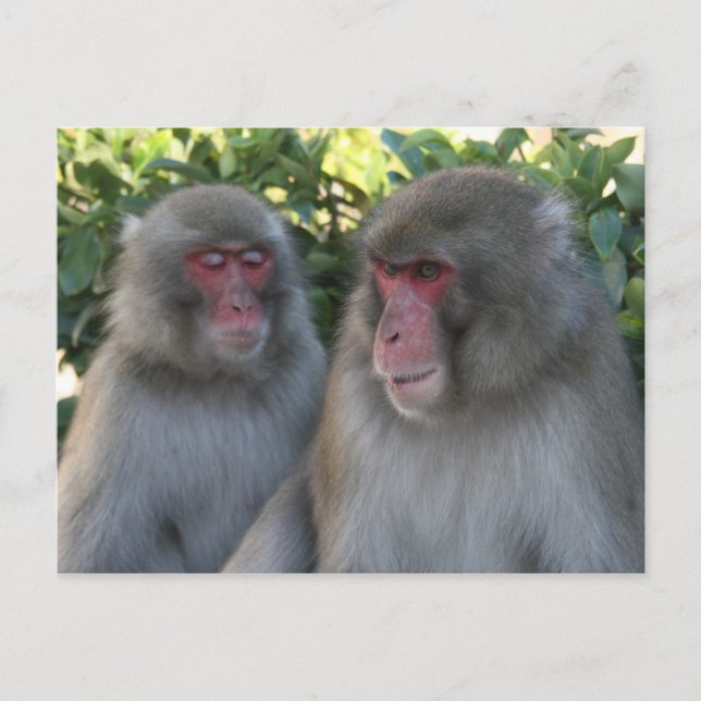 Affen Postkarte (Vorderseite)