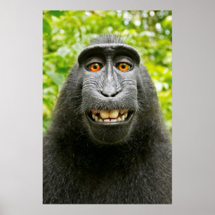 Affen-Selfie Poster
