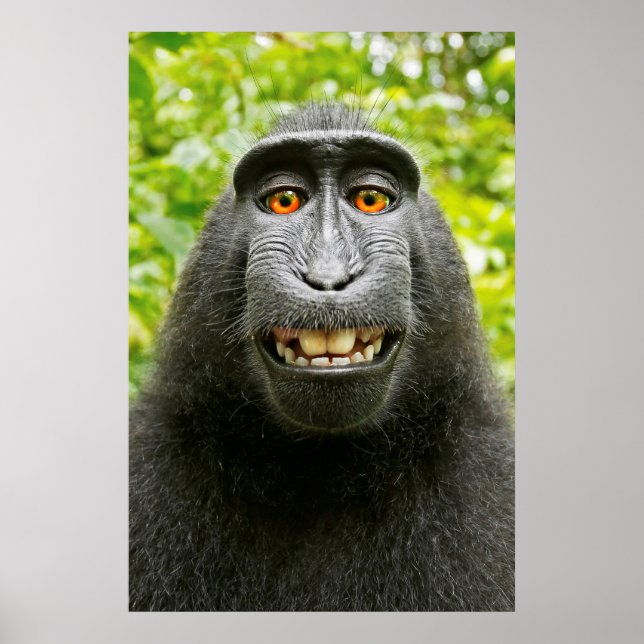 Affen-Selfie Poster (Vorne)