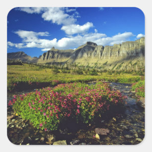 Affenblumen am Logan Pass im Glacier National Quadratischer Aufkleber