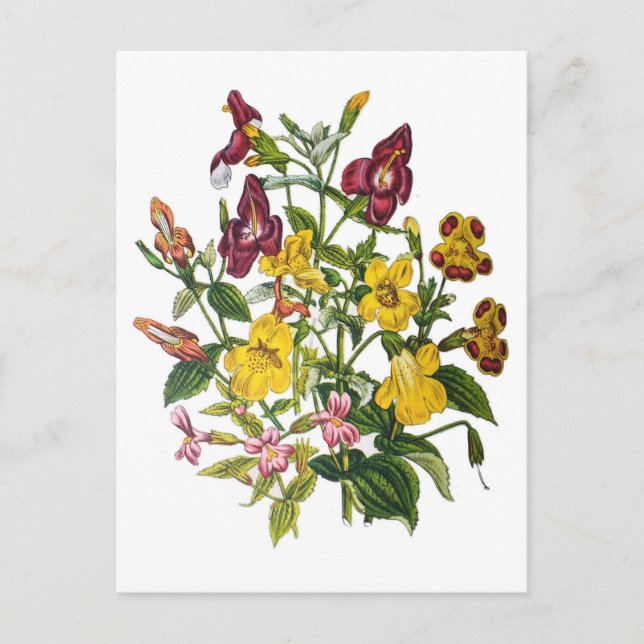 Affenblumen Postkarte (Vorderseite)