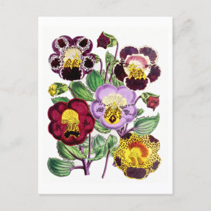Affenblumen Vintag Botanische Postkarte