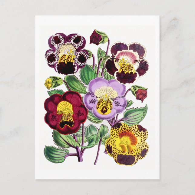 Affenblumen Vintag Botanische Postkarte (Vorderseite)