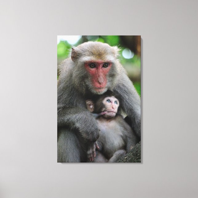 Affenbrühe Fütterte ihr Baby Leinwanddruck (Vorderseite)