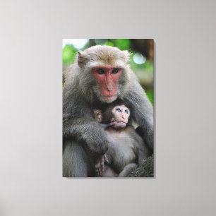 Affenbrühe Fütterte ihr Baby Leinwanddruck