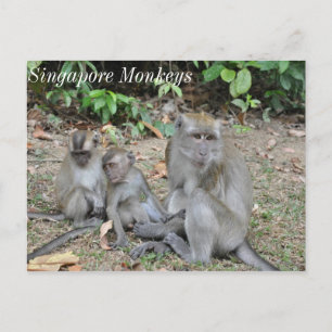 Affenfamilie Singapur Postkarte