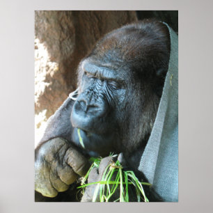 Affenhaube ~ Japanischer Gorilla beim Essen Poster