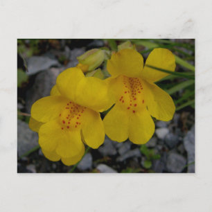 Affeninsel Unalaska Blume Postkarte