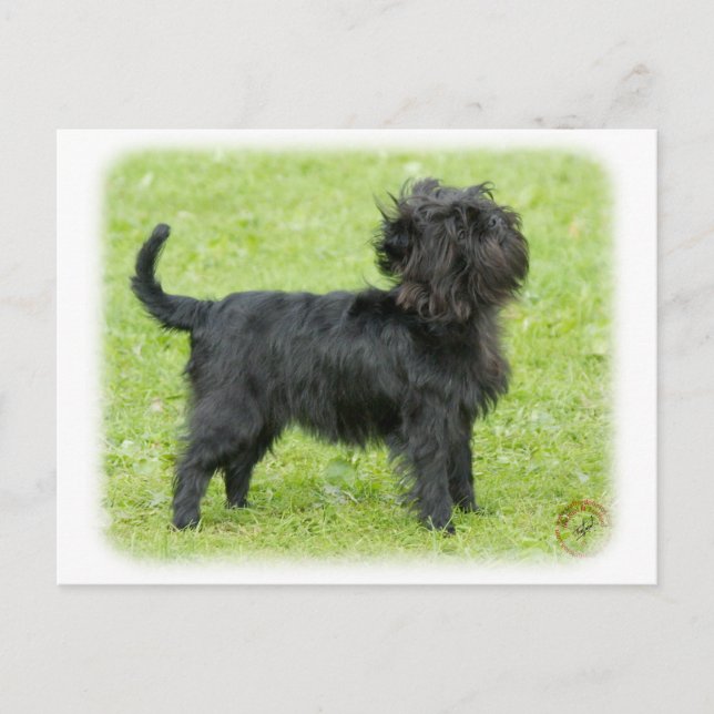 Affenpinscher 9R095D-092 Postkarte (Vorderseite)