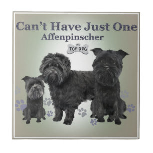 Affenpinscher kann gerade ein nicht haben mit fliese