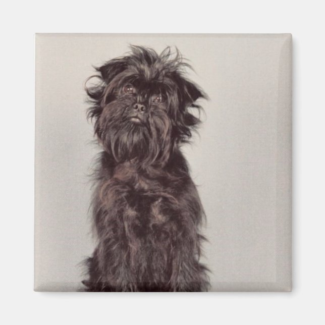 Affenpinscher Magnet (Vorne)