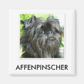 Affenpinscher Magnet