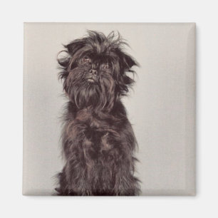 Affenpinscher-Magnet Magnet