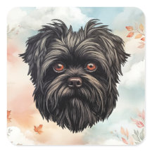 Affenpinscher Monkey Dog Affens Terrier