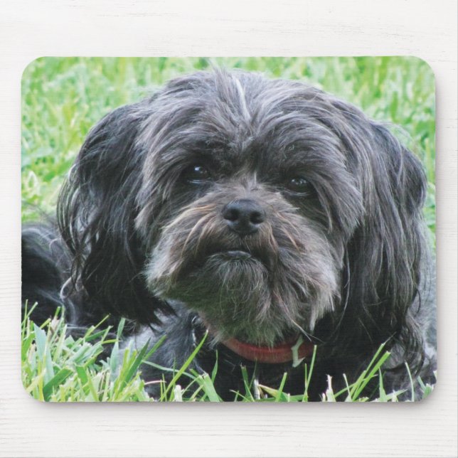 Affenpinscher Mousepad (Vorne)
