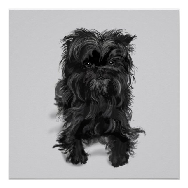 Affenpinscher Poster (Vorderseite)