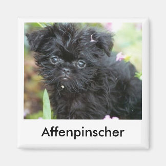 Affenpinscher Welppy Magnet