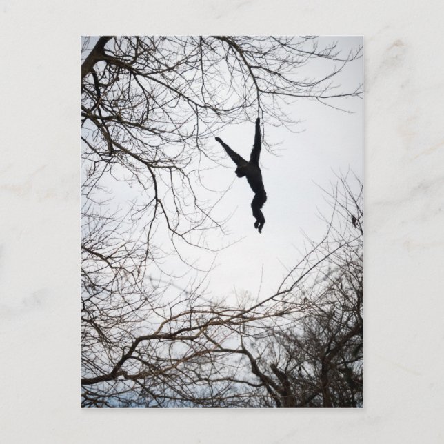 Affenschwingen Postkarte (Vorderseite)