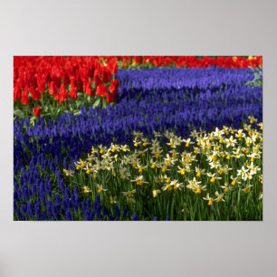 Affodien, Hyazinthen und Tulpen Poster