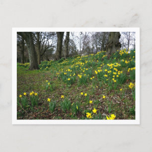 Affodien. Sophia Gardens, Cardiff, Wales. UK Postkarte