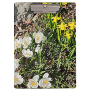 Affodien und Crocus Klemmbrett