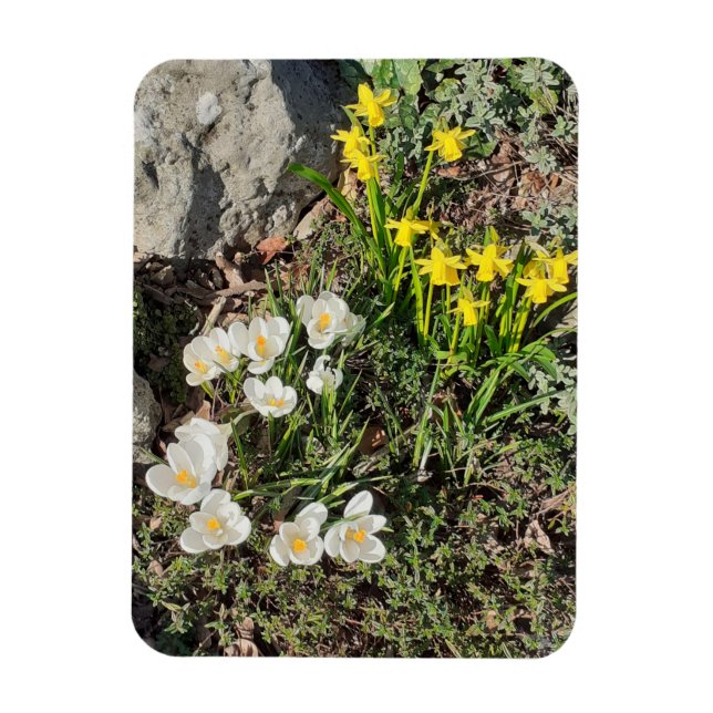 Affodien und Crocus Magnet (Vertikal)