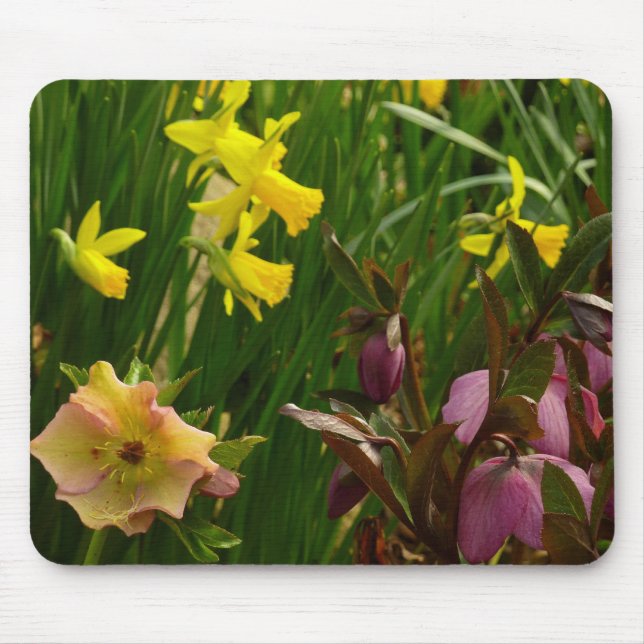 Affodien und Lenten-Rose farbenfroh Mousepad (Vorne)