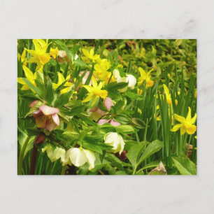 Affodien und Lenten-Rose farbenfroh Postkarte