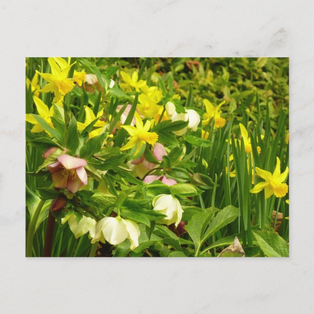 Affodien und Lenten-Rose farbenfroh Postkarte (Vorderseite)
