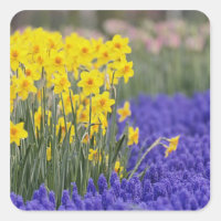 Affodien und Traubenhyacinth, Keukenhof 3