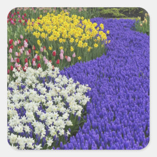 Affodien und TraubenHyakinth, Keukenhof 2 Quadratischer Aufkleber