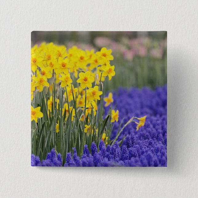 Affodien und Traubenzucker, Keukenhof 3 Button (Vorderseite)