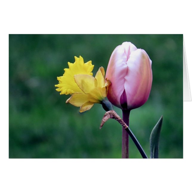 Affodil und Tulip (Vorderseite (Horizontal))