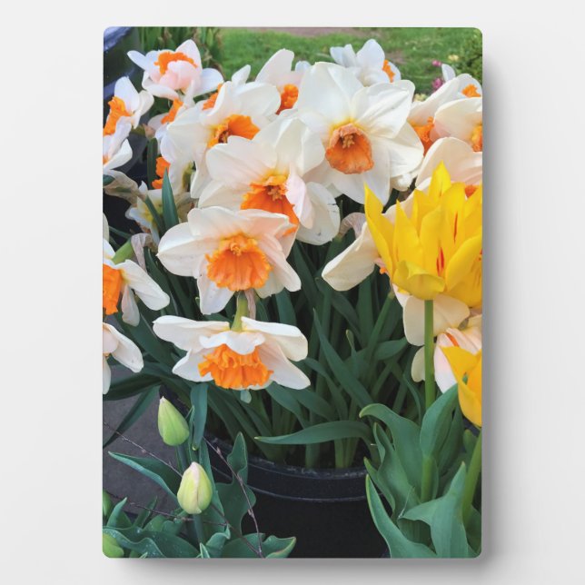 Affodils & Tulips, Oregon Fotoplatte (Vorderseite)