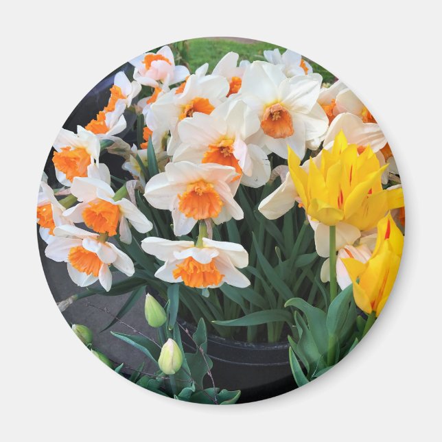 Affodils & Tulips, Oregon Magnet (Vorne)